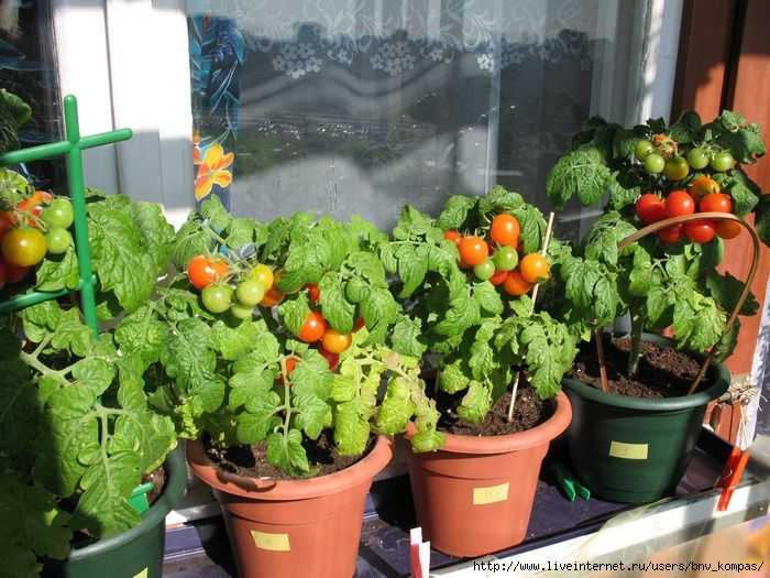 Повысить всхожесть семян, увеличить урожай огурцов и томатов, создать условия для произрастания экзотических комнатных растений поможет парник для балкона Это