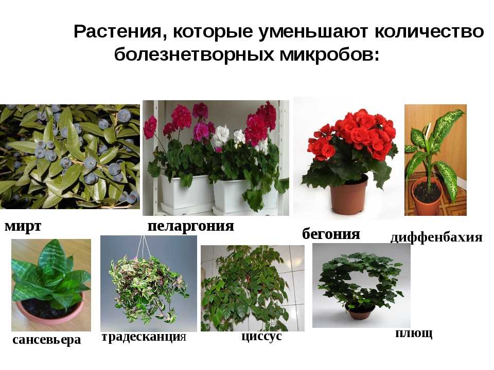Комнатные цветы полезные для дома и здоровья. Бегония и традесканция. Комнатные цветы каталог. Название домашних растений. Комнатные растения картинки.