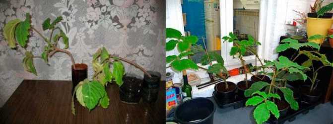 Тетрастигма вуанье: комнатное растение на фото, правила ухода за ним в домашних условиях