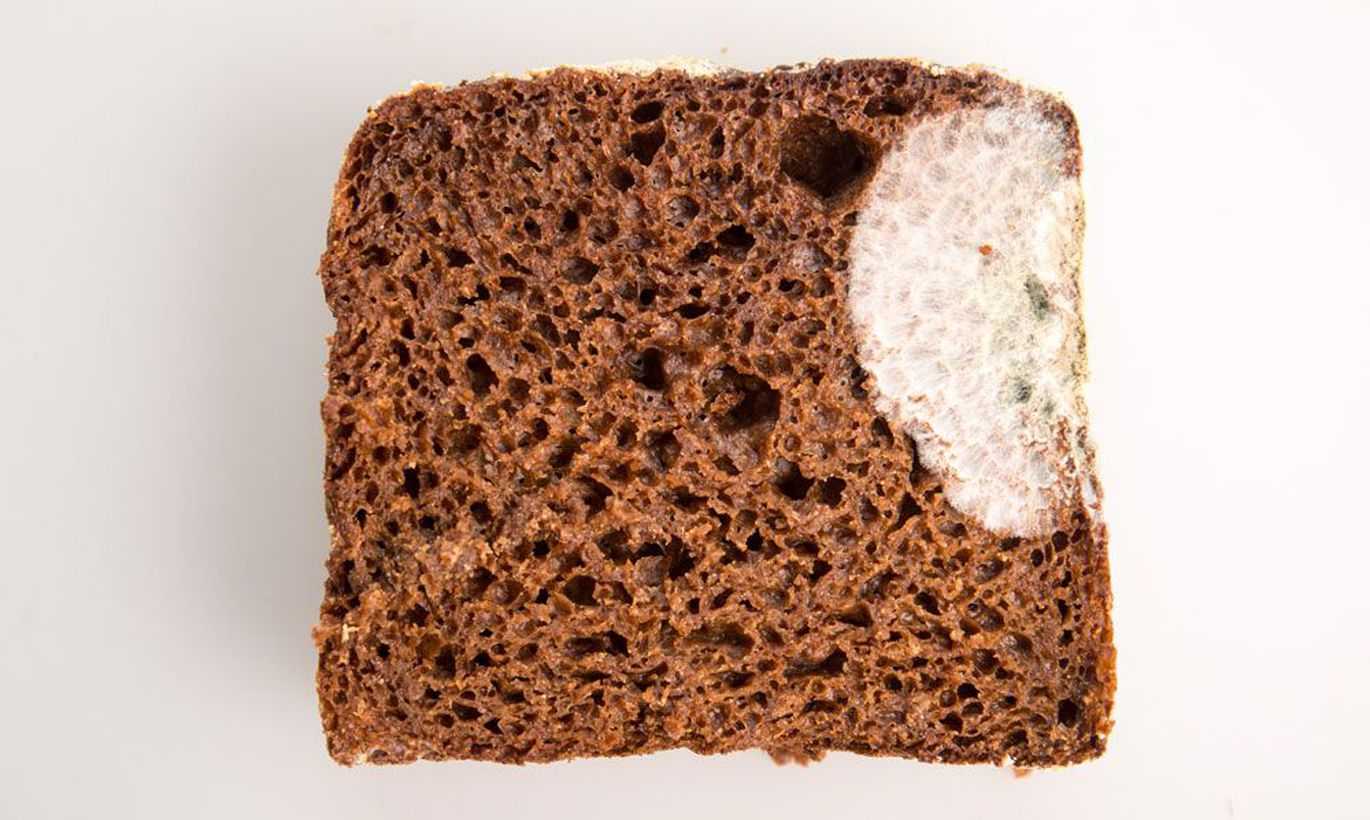 Кусочек хлеба с плесенью. Черная плесень на хлебе. Плесневелый хлеб. Гнилой хлеб. Заплесневевший хлеб.