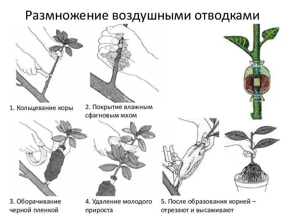 Как взять и вырастить фикус в домашних условиях из отростка: размножение черенками, веточками, отводками и листьями, инструкция по посадке цветка