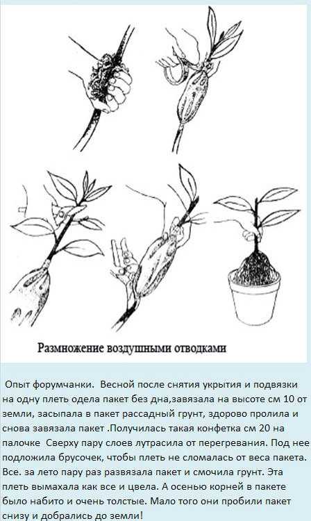 Как посадить фикус отростком? размножение и уход за растением