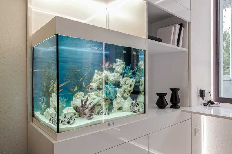 Куда ставить аквариум по правилам фен шуй и сколько рыбок нужно для гармонии