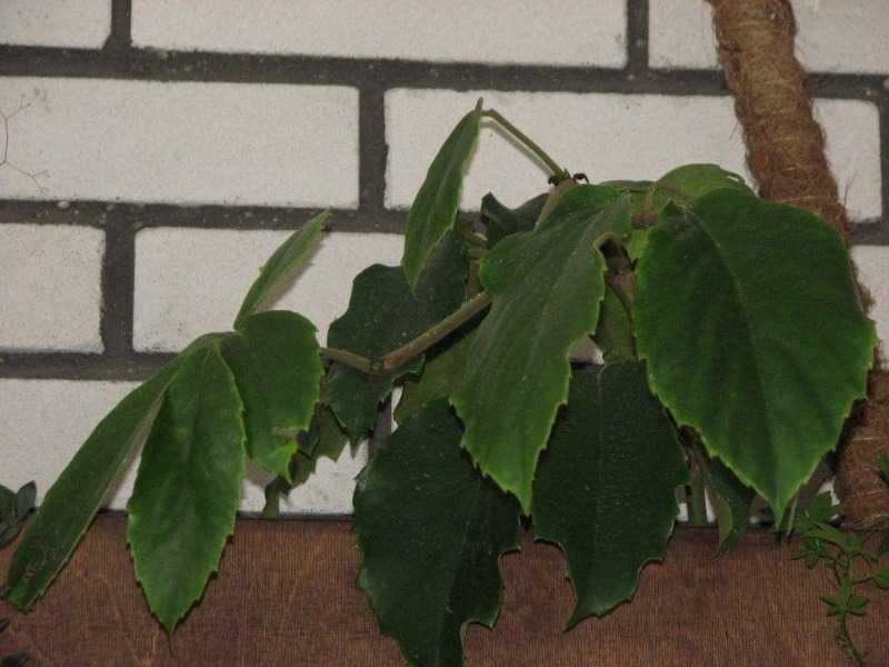 Уход в домашних условиях за растением тетрастигма, комнатный виноград фото, вид отофаринкс
