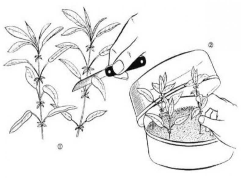 Как посадить фикус черенком: правила укоренения и посадки