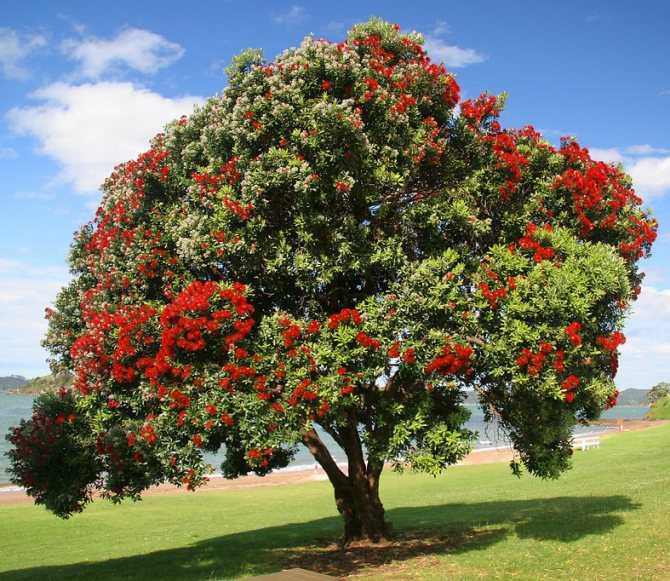 Метросидерос: выращивание новозеландского "рождественского дерева" в домашних условиях | садоводство и огородничество