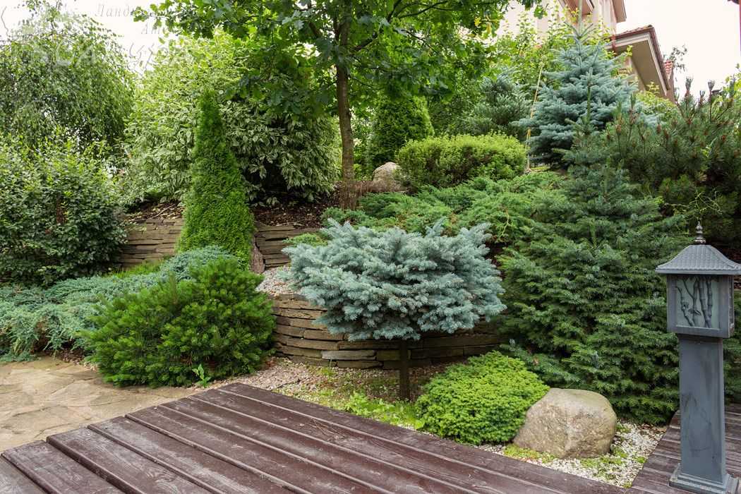 Озеленение в ландшафтном дизайне играет одну из ключевых ролей Хвойные и кипарисовые деревья и кустарники любимы садоводами и дизайнерами за постоянство