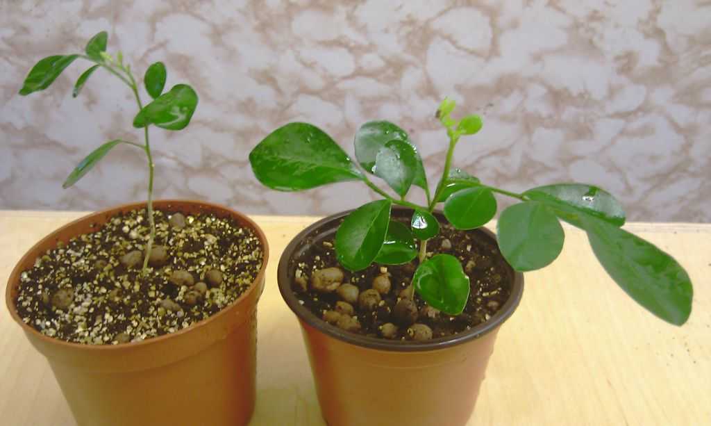 Мурайя - комнатное растение: полезные свойства и вред, лечебные свойства. фото