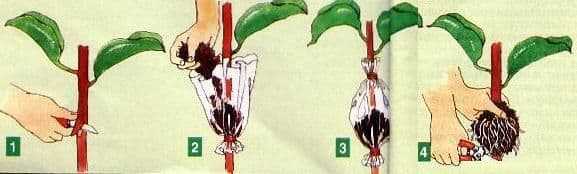 Как размножить фикус черенками, листом и отводками