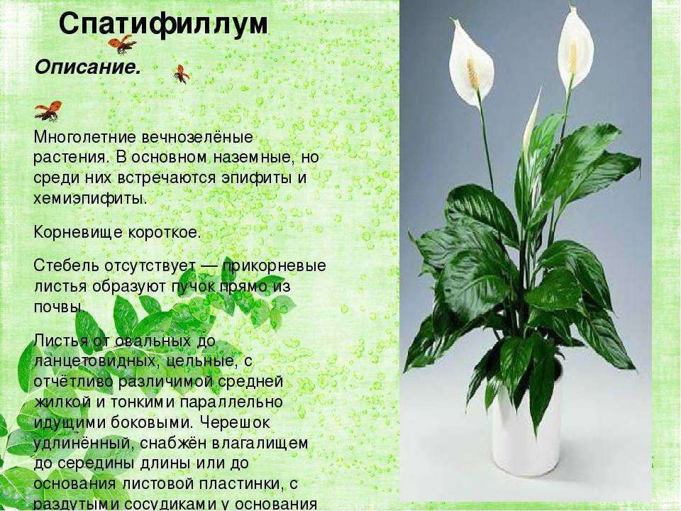 Спатифиллум (женское счастье): размножение и уход в домашних условиях, сорта и фото цветка
