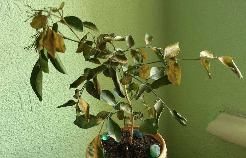 Мурайя либо мурайя является вечнозеленым кустарником деревом семейства рутовых Эта разновидность имеет значительное сходство с цитрусовыми, а название было
