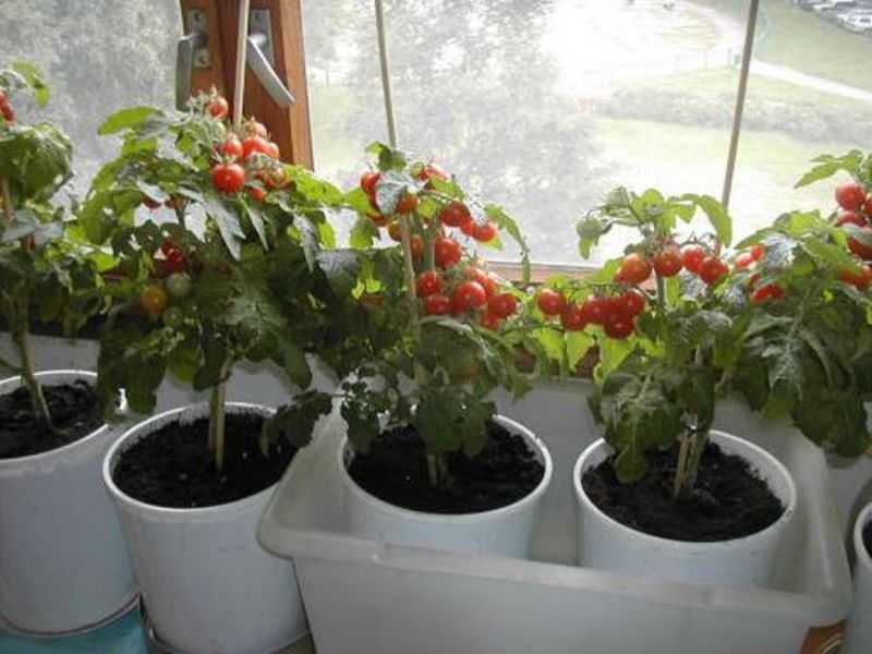 Чем обогатить использованную в прошлом году почву для овощных культур на балконе / асиенда.ру