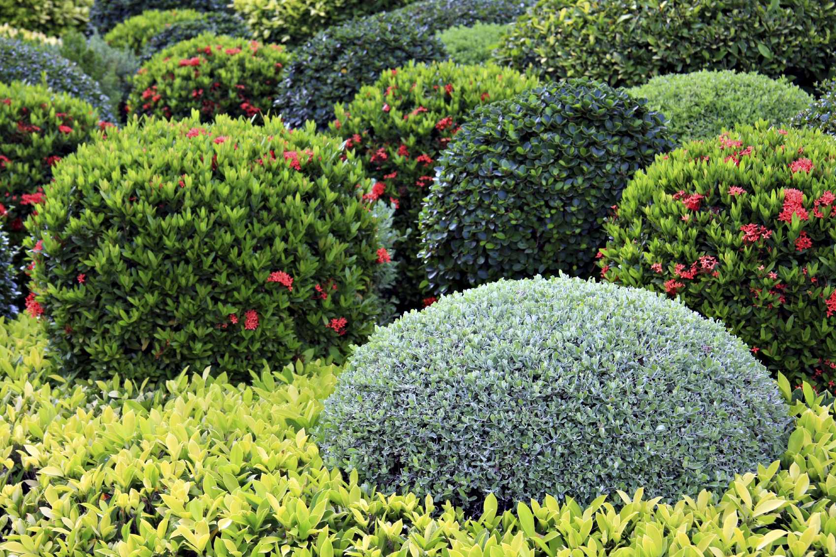 Туи смарагд, даника в ландшафтном дизайне: как красиво посадить, схемы шаровидных туй на клумбах
 - 20 фото