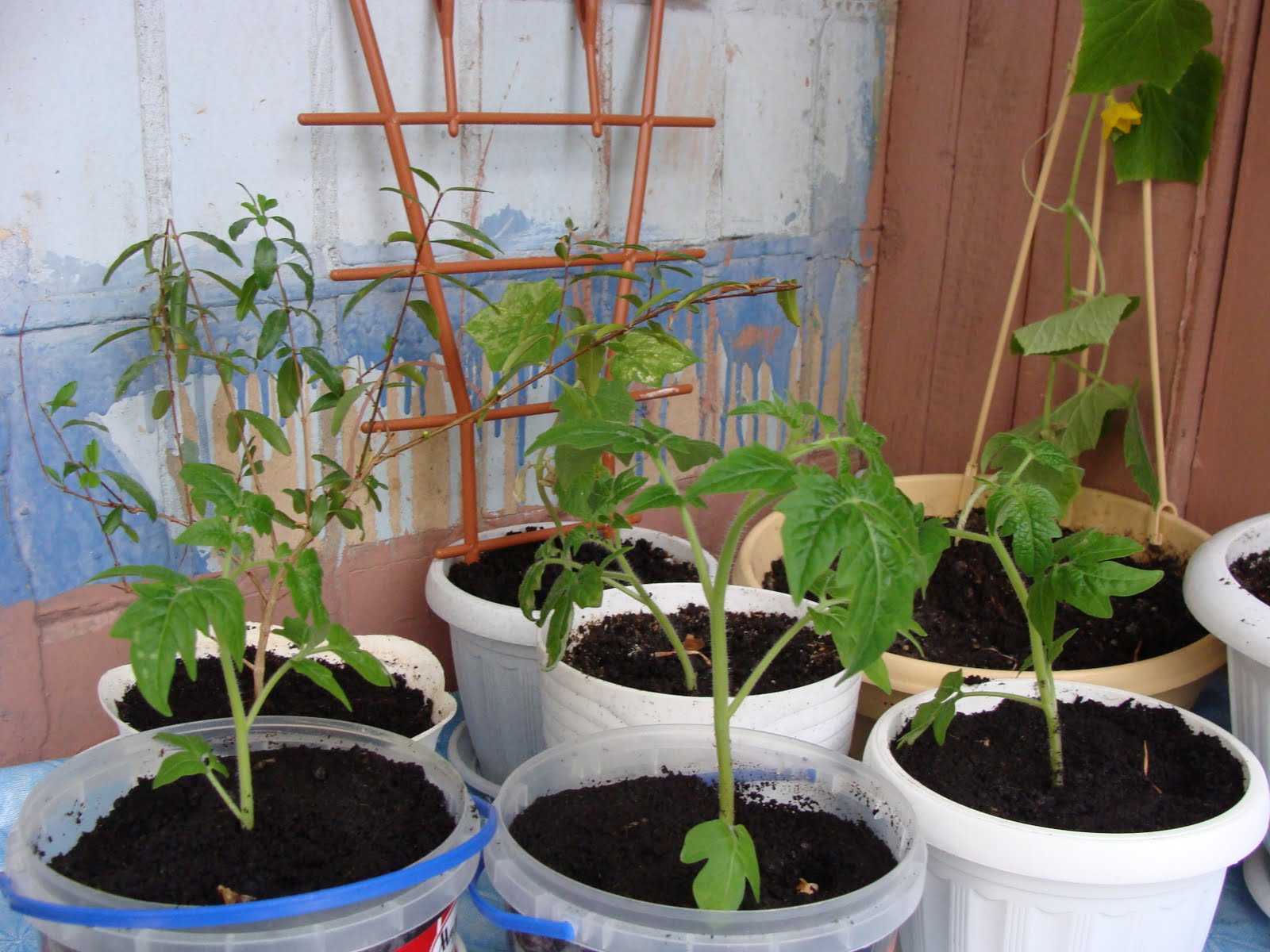 Чем обогатить использованную в прошлом году почву для овощных культур на балконе