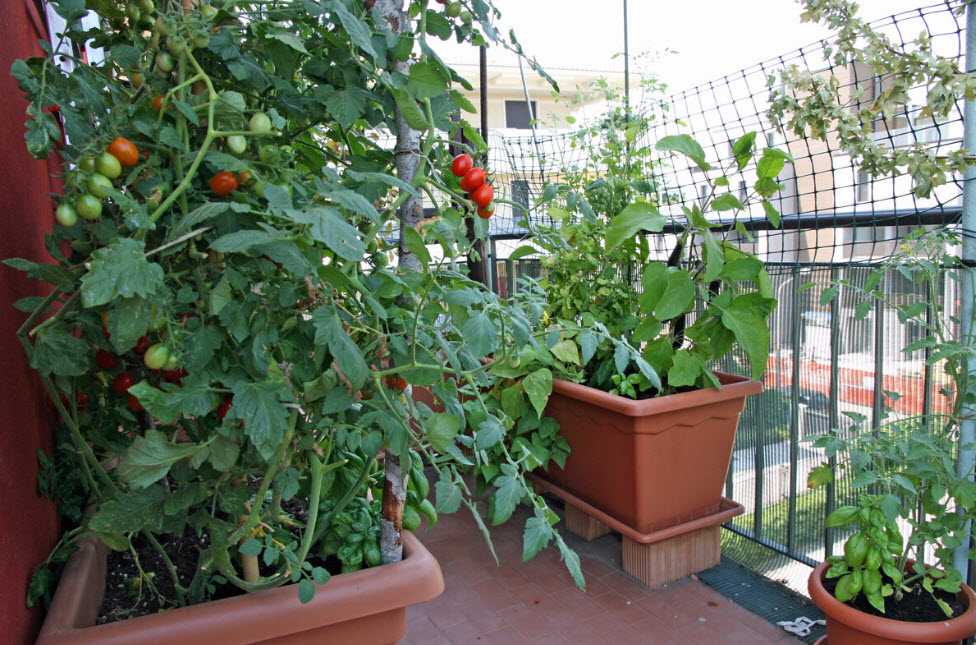 🍅зимние теплицы в квартире: советы выбора семян и выращивания овощей и зелени