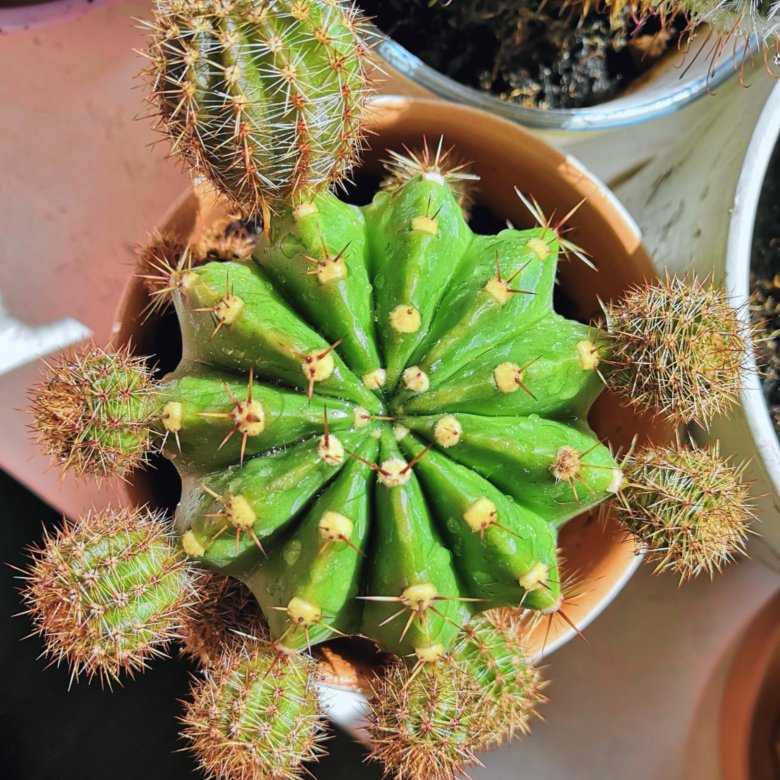Alexis cactus