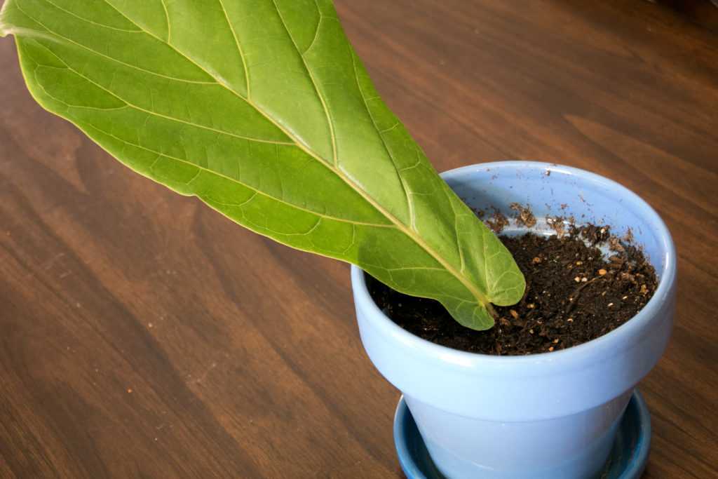 Как посадить фикус отростком в домашних условиях: как вырастить цветок из верхушки или иной части с корнем и без, как правильно укоренить, какой взять горшок?