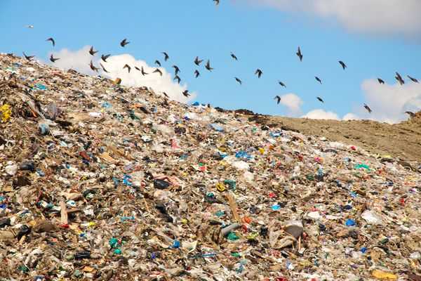 Проблема мусора в экологии — пути и способы решения, последствия